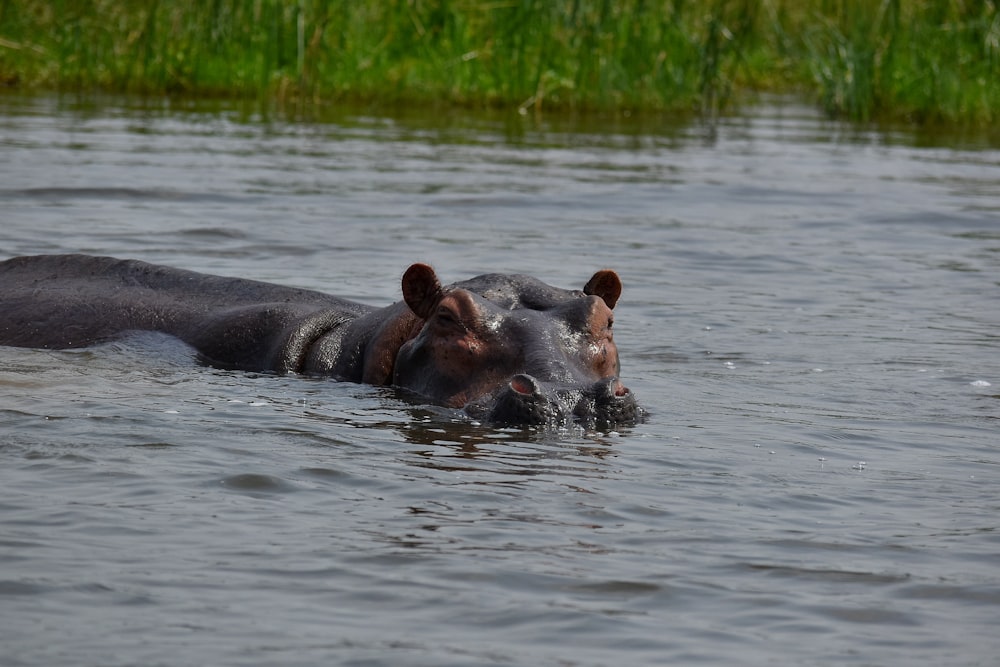 Un hipopótamo en el agua