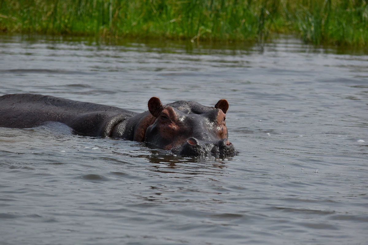 A hippo half-submerged in the Nile in Murchison Falls National Park