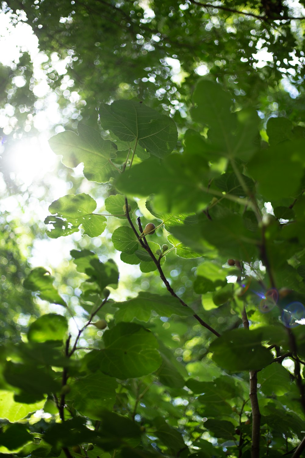 a close up of a tree branch