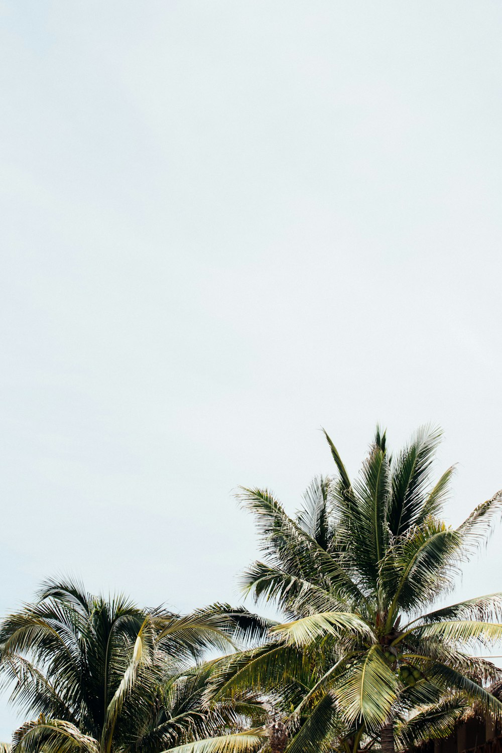 a group of palm trees