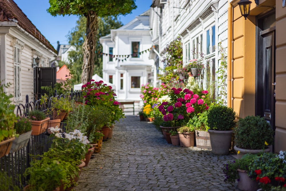 a row of houses with flowers