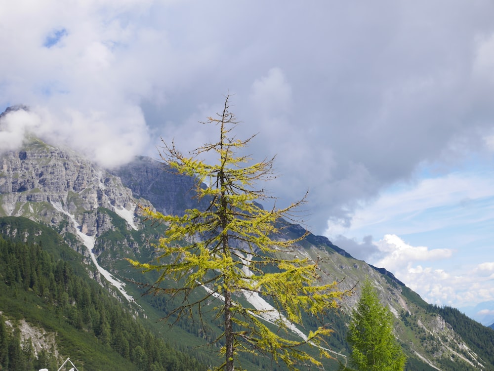 a tree on a mountain