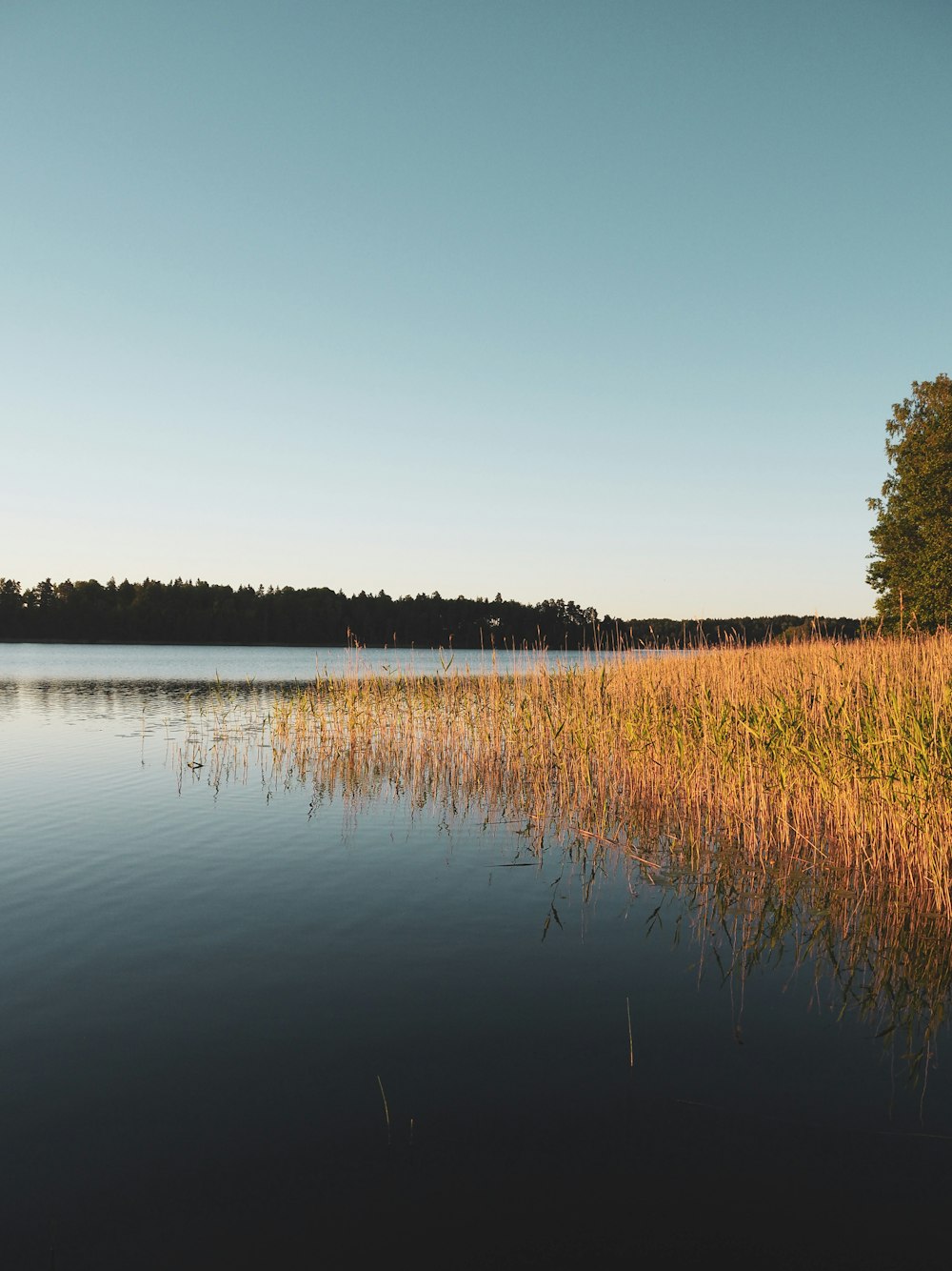 a body of water with grass and trees around it