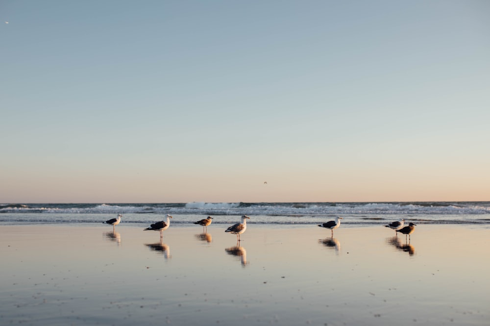 birds on the beach