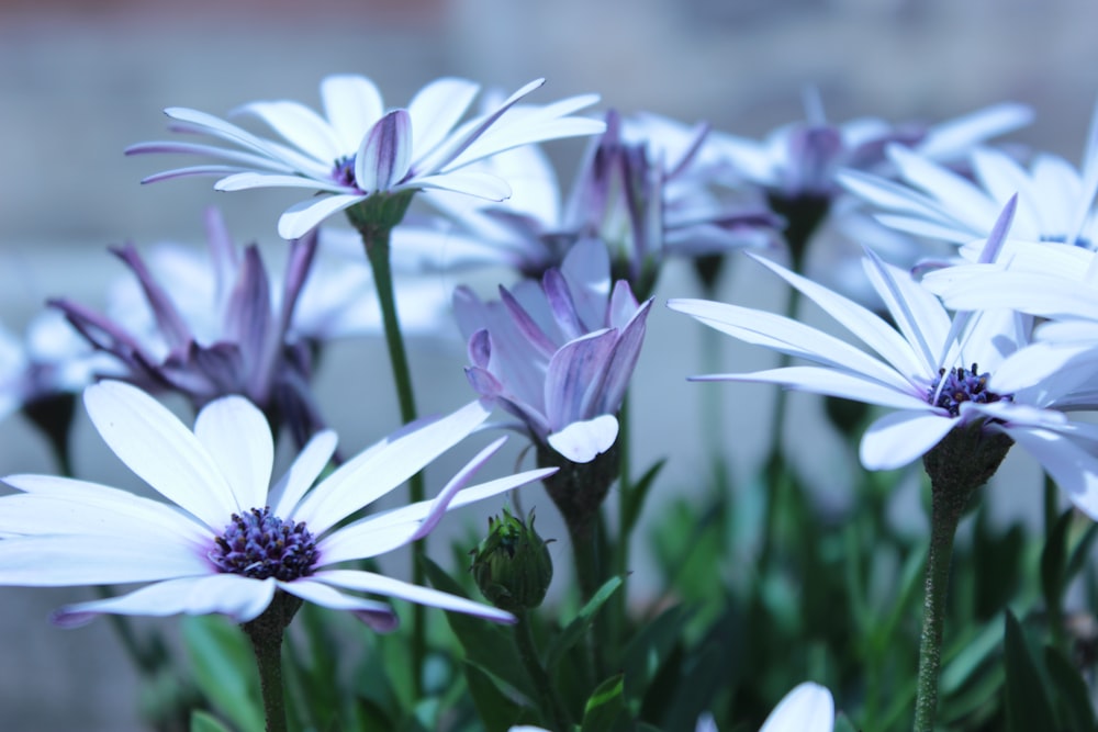 a close up of flowers