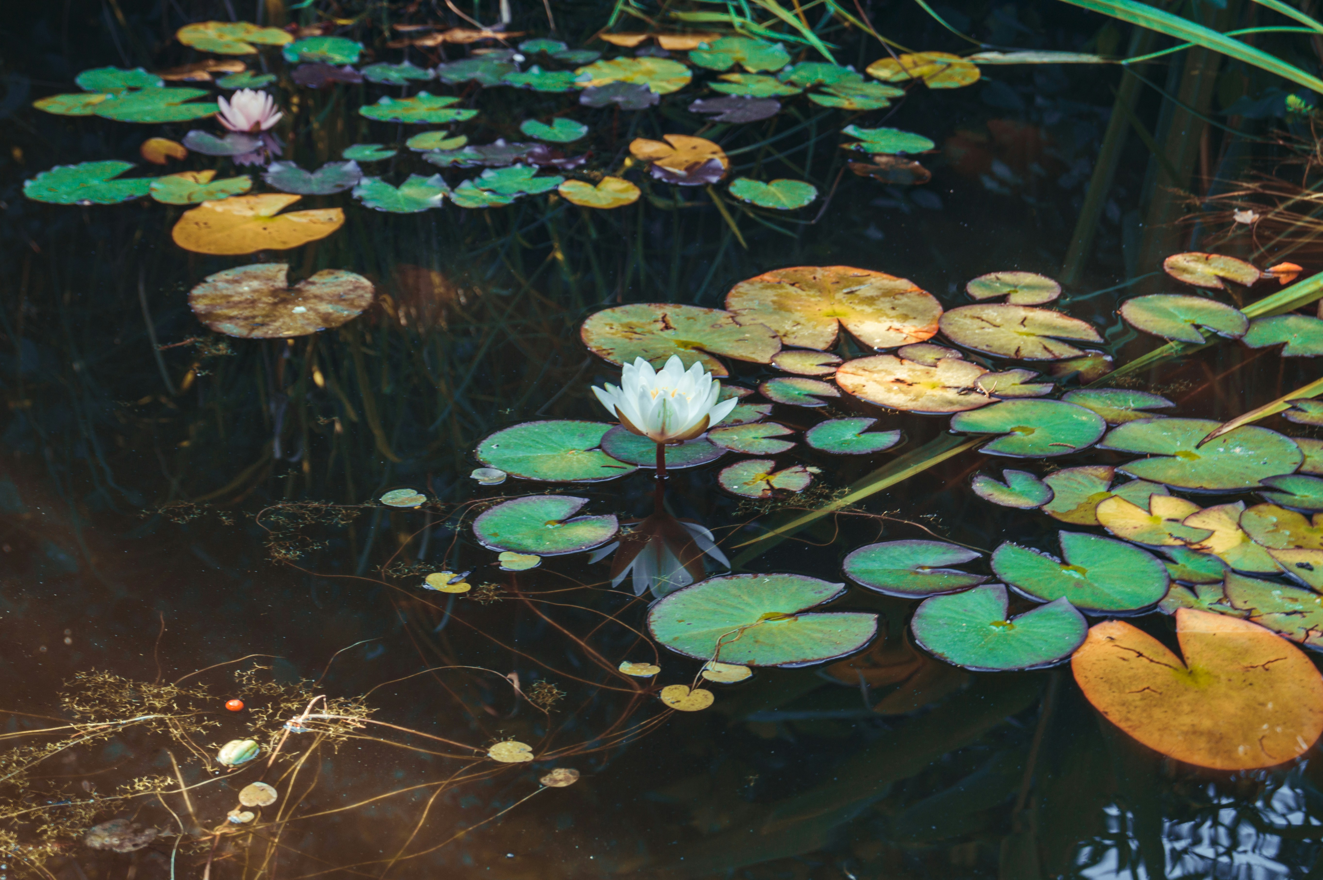 A flower floating on water photo Free Flower Image on Unsplash