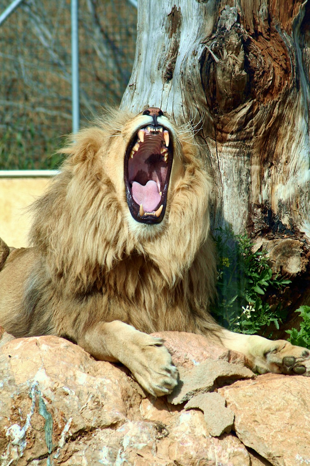 a lion with its mouth open