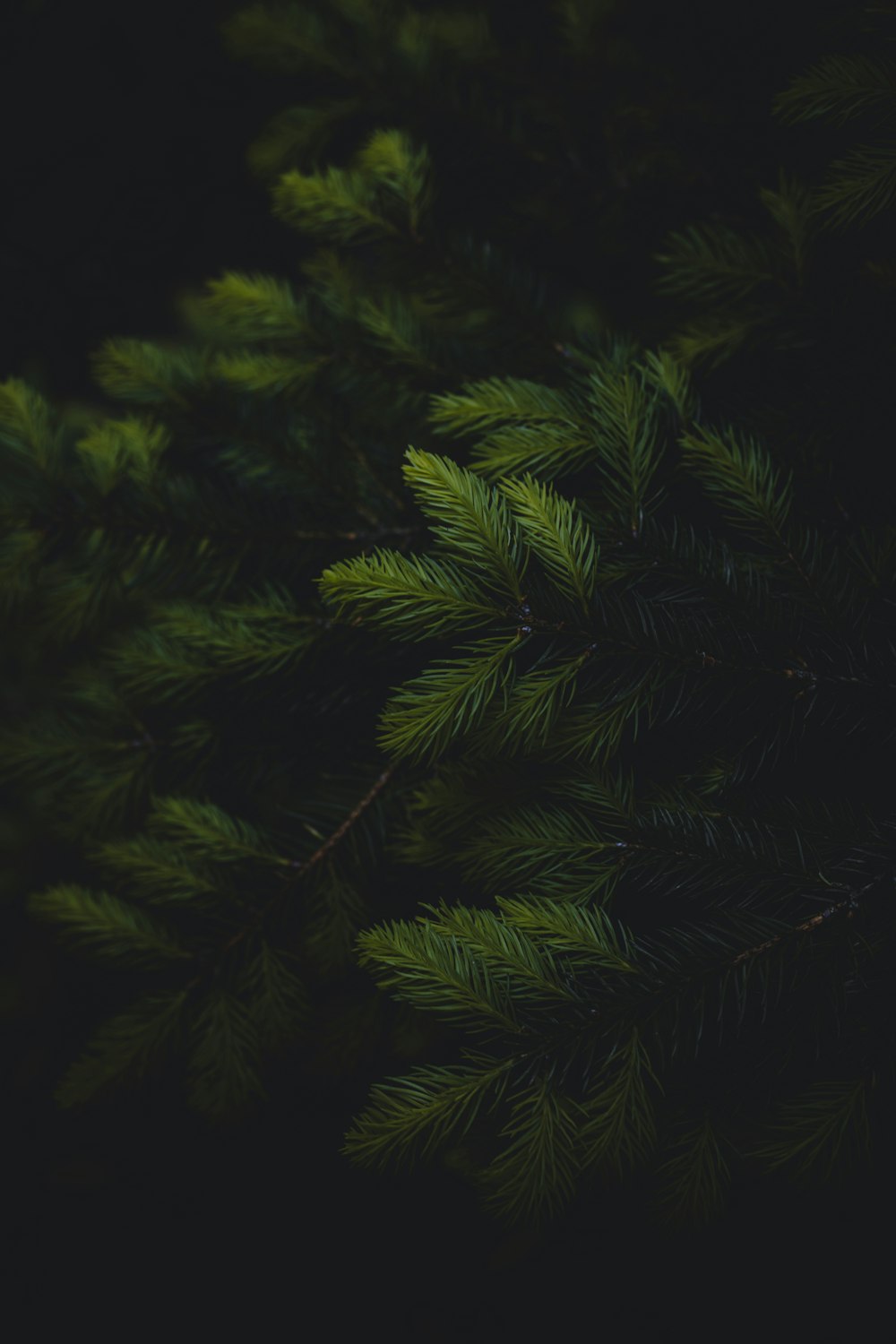 a close-up of some leaves