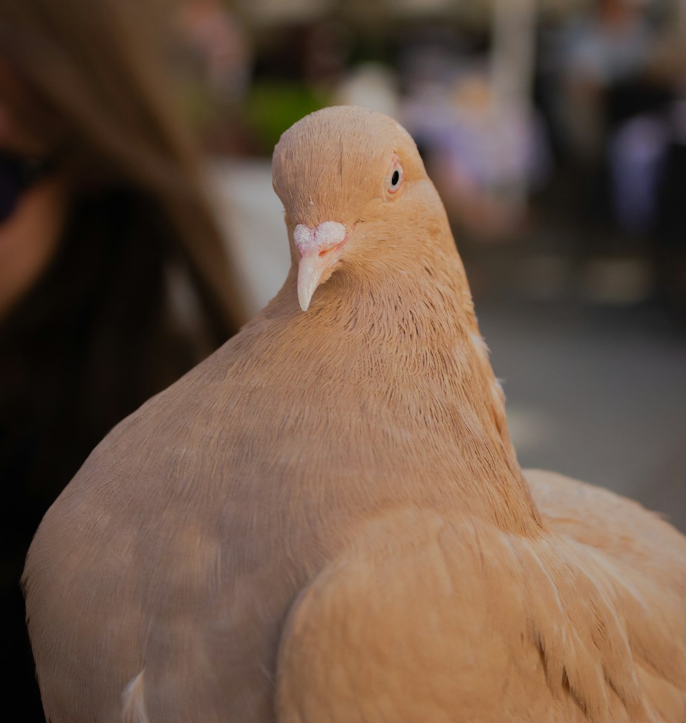 a duck with a yellow beak