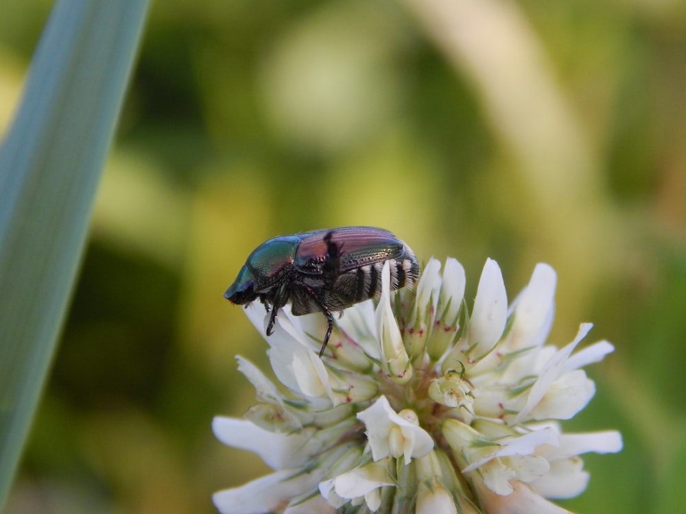 a black and red bug on a white flower