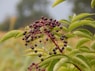 Elderberries