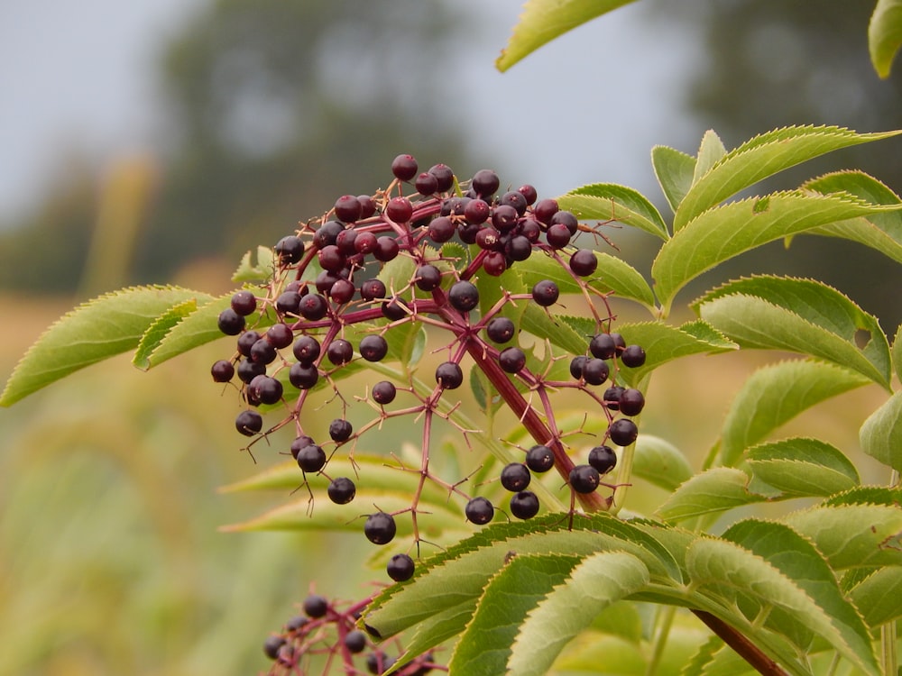 a close up of a plant with berries on it