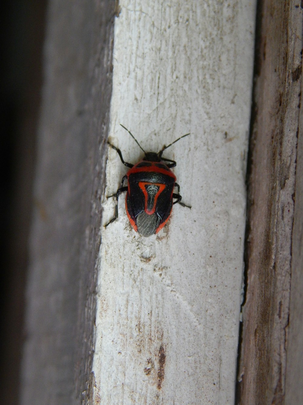 a red and black bug on a white surface