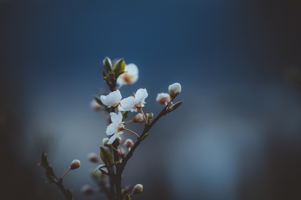 Un primer plano de una planta con flores blancas