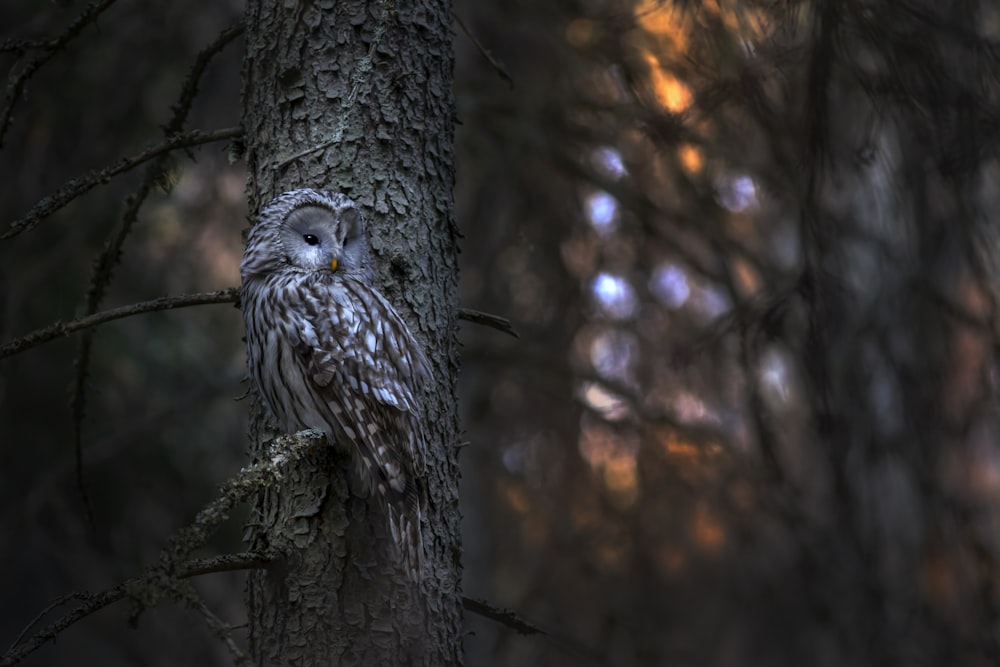 an owl perched on a tree branch