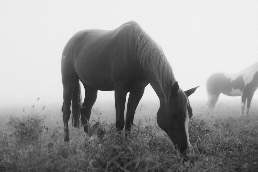 a group of horses grazing