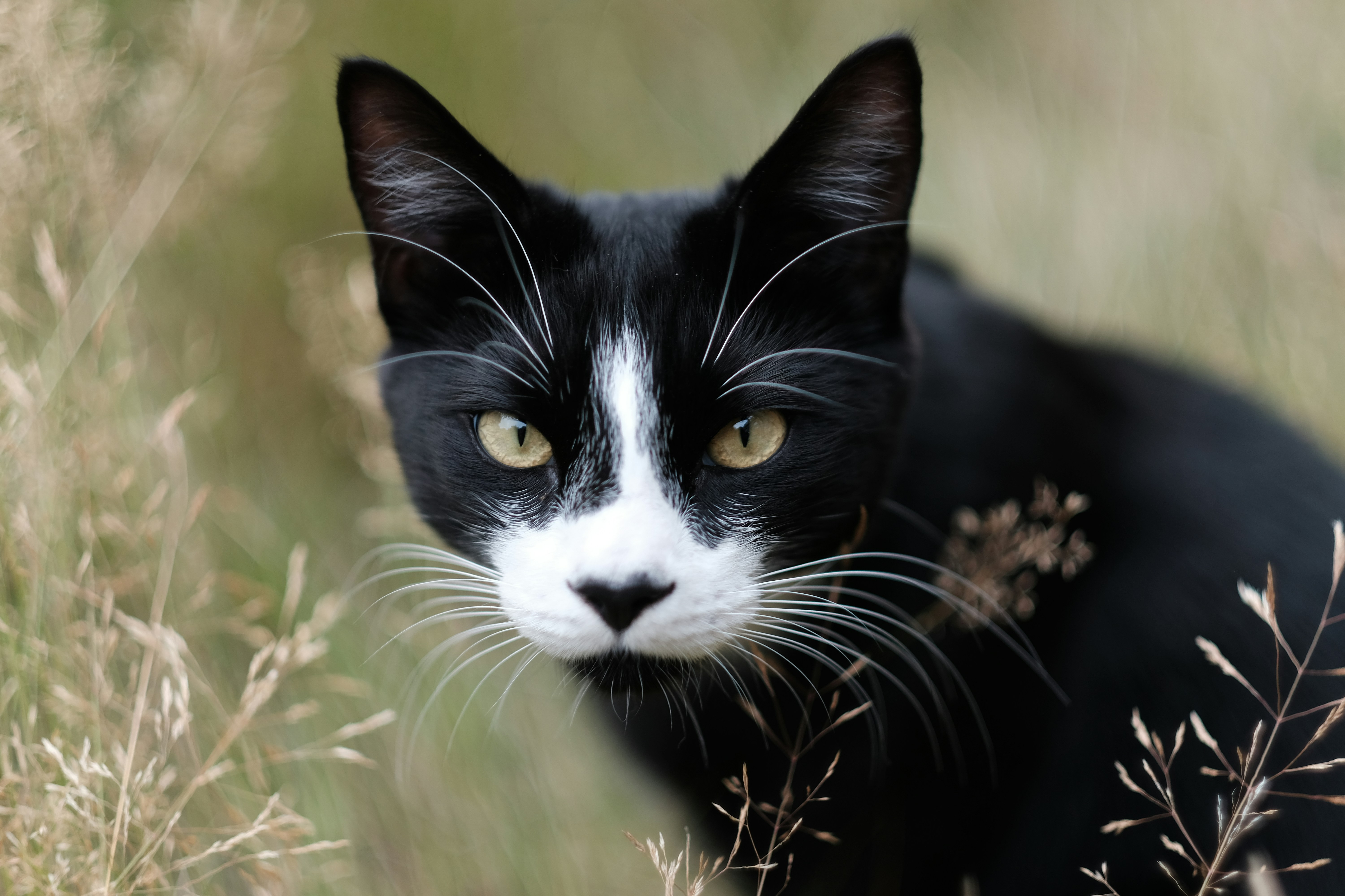 Photo by zaralazarov