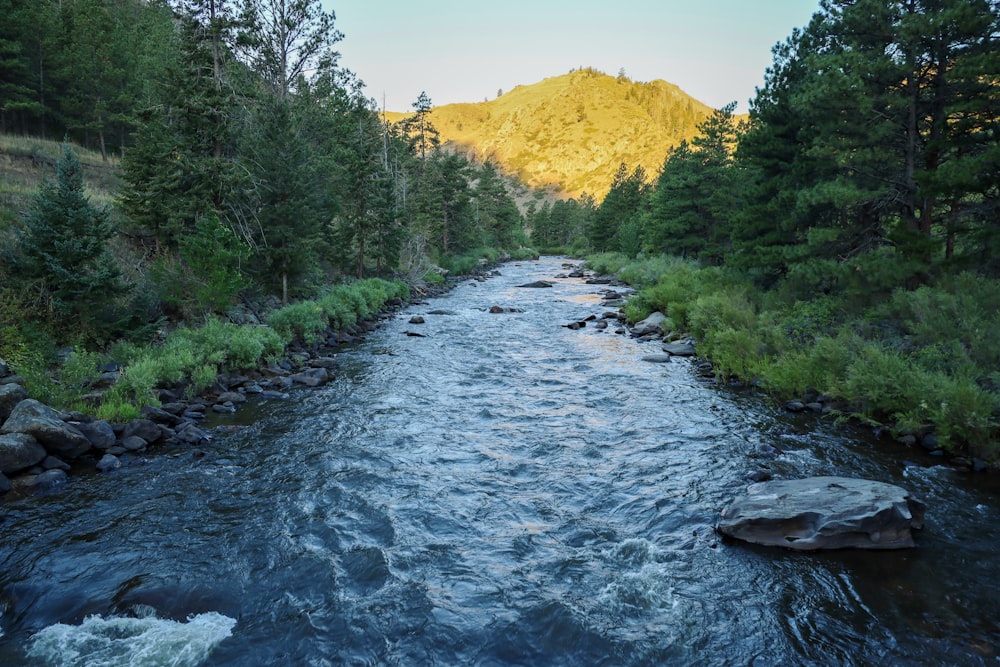 Une rivière avec des rochers et des arbres