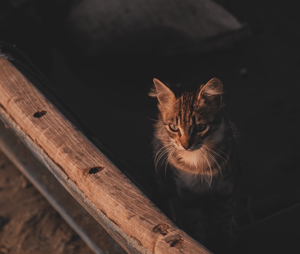 a cat looking over a fence