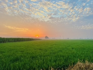 A serene landscape featuring a sunrise over a lush green field, symbolizing health and vitality.