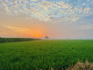 A serene landscape showing rain gently nourishing a thriving green field at dawn.