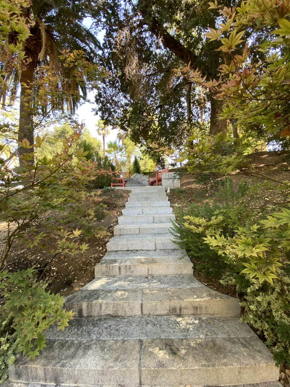 Un escalier en pierre dans une forêt