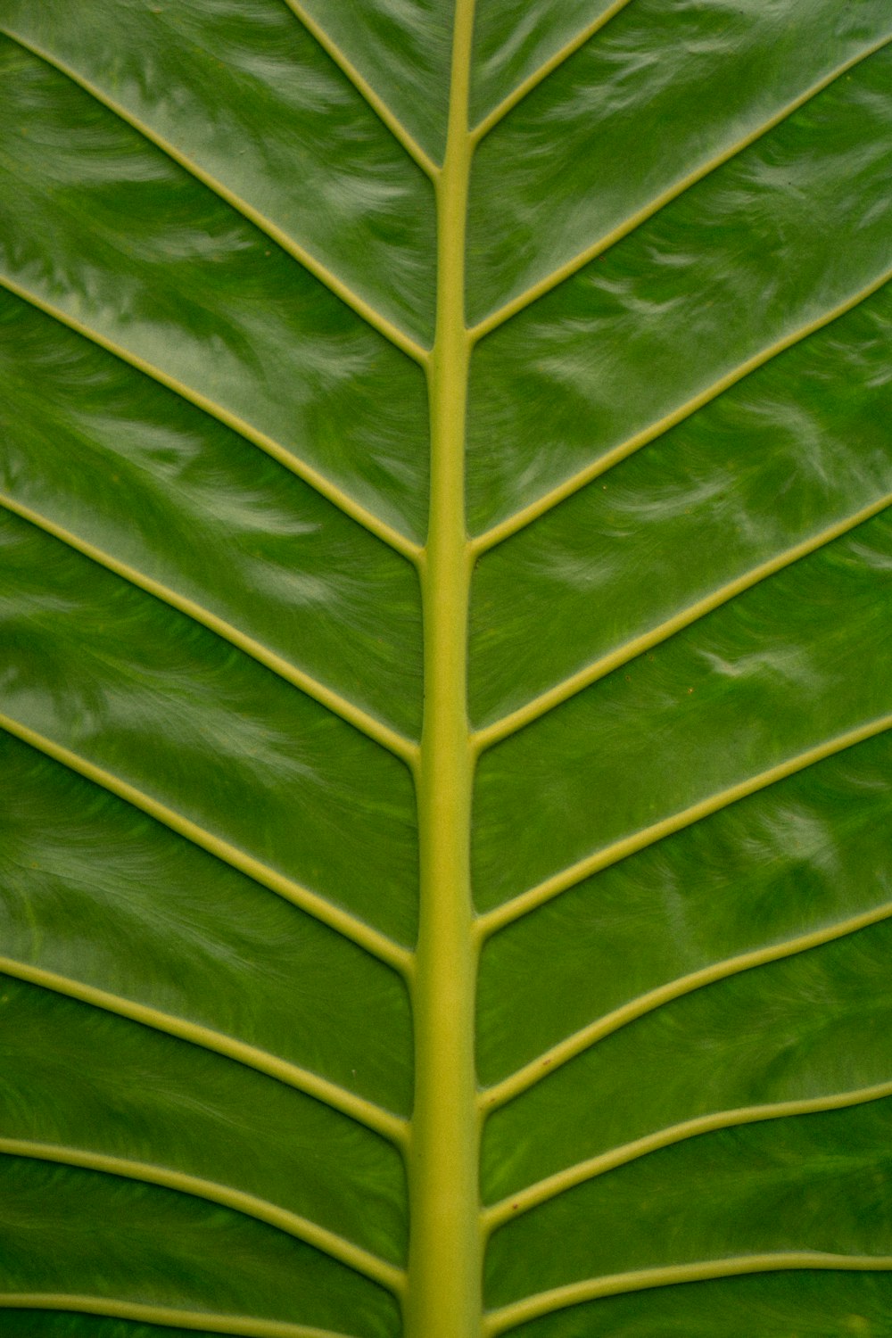 a close up of a leaf