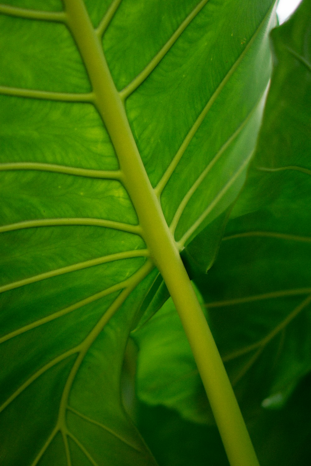 close up of a plant