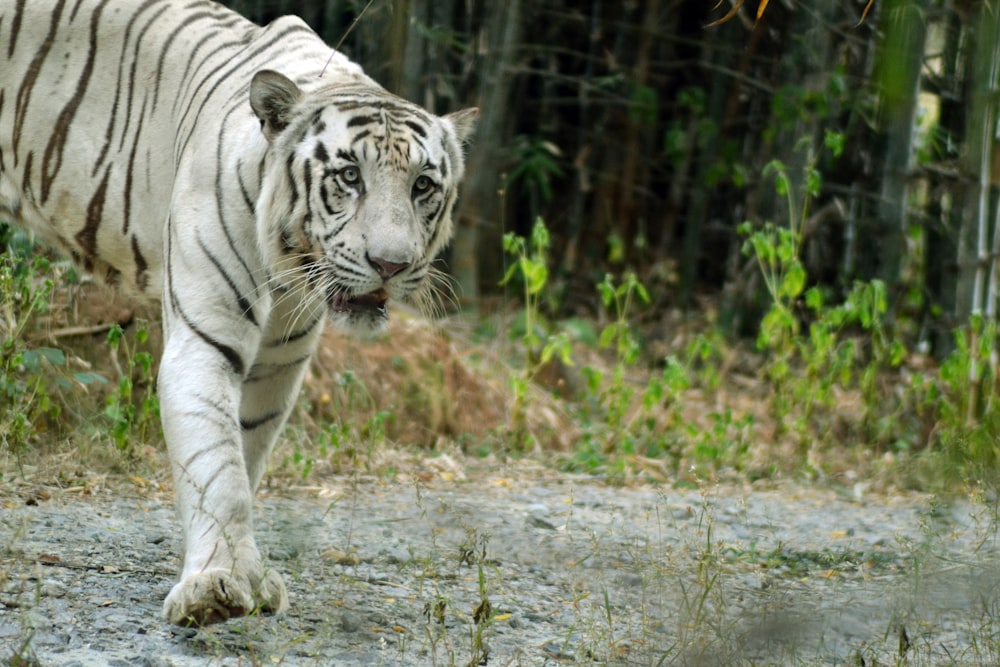 a white tiger walking on a dirt path
