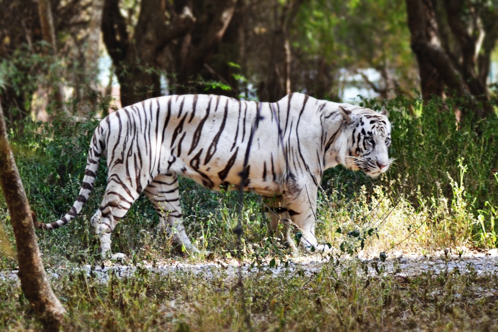 a white tiger walking in the woods