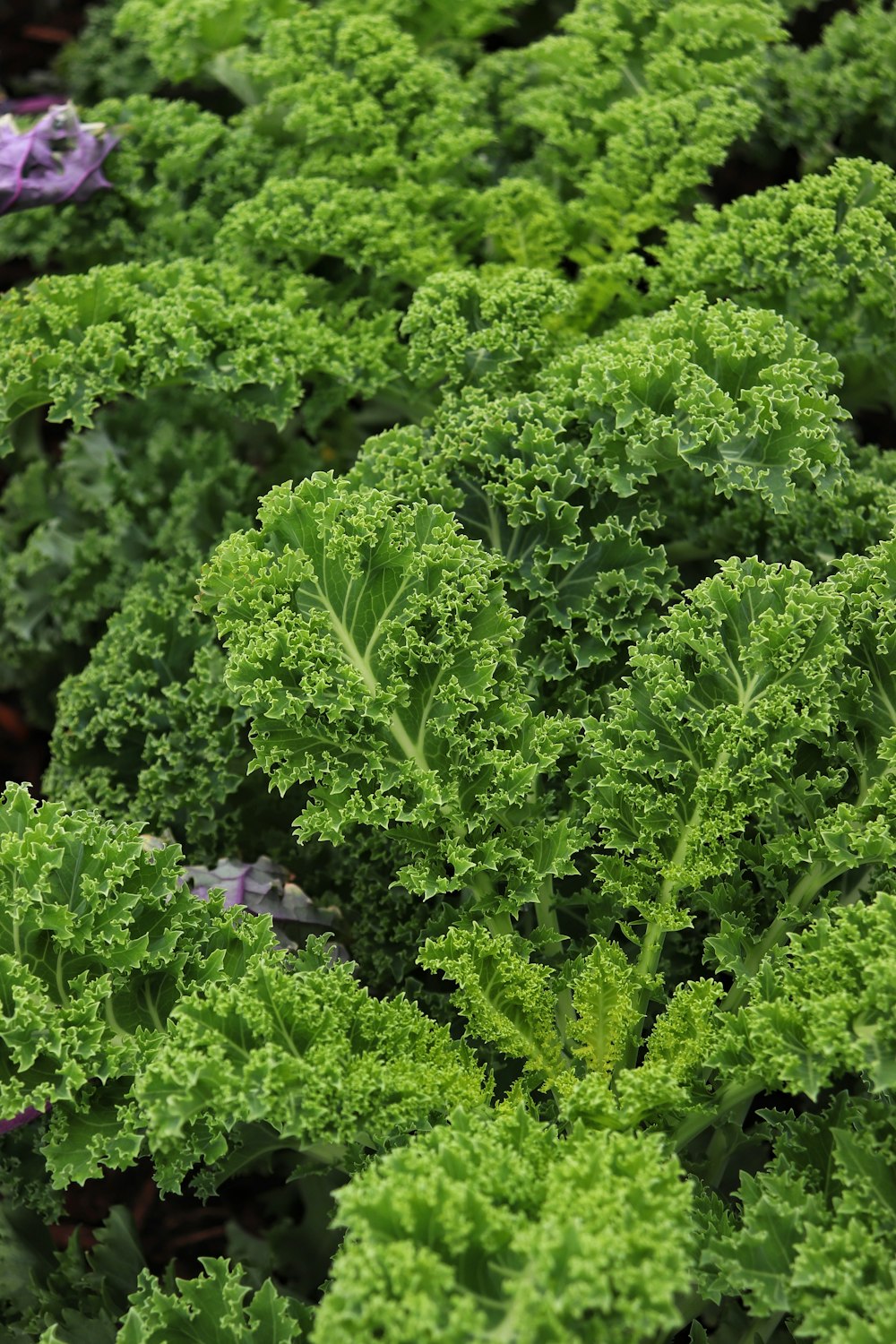 a large group of green plants