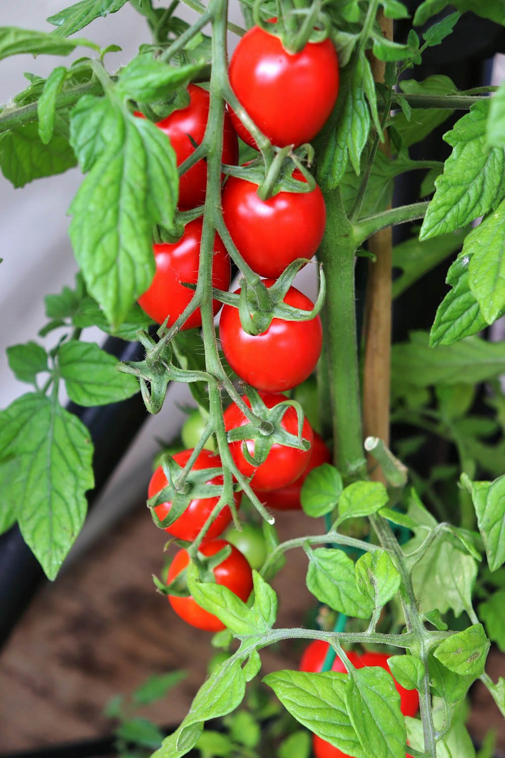 a group of tomatoes growing on a plant