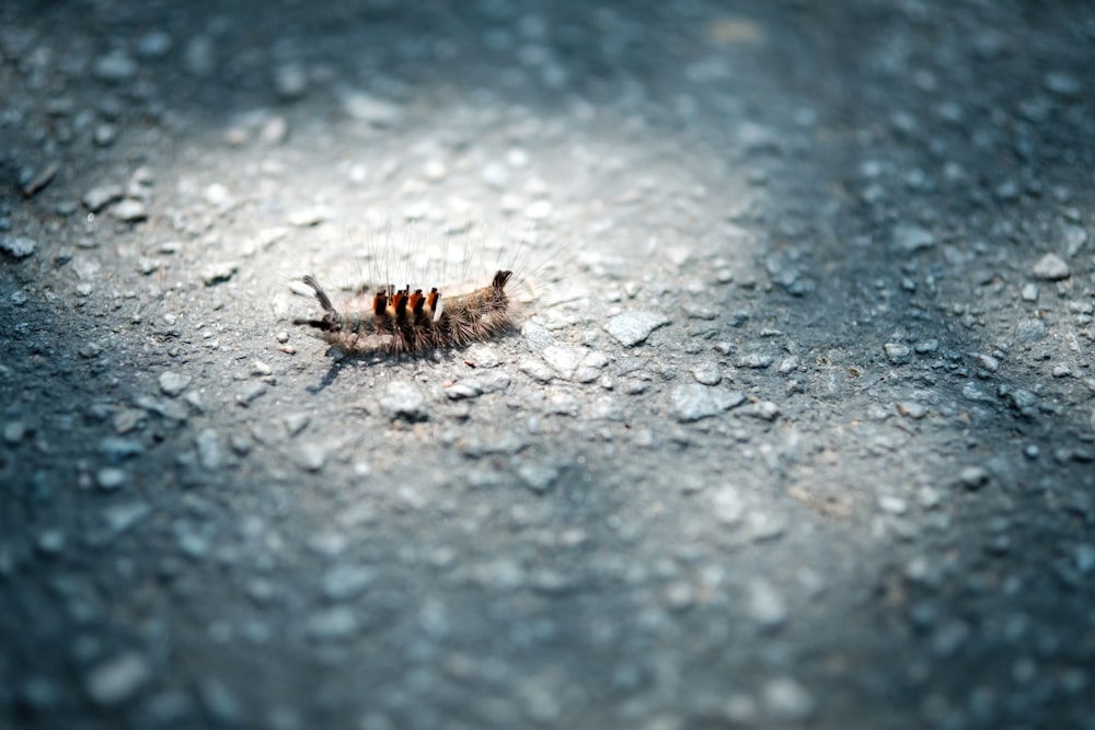 un petit insecte sur le sol