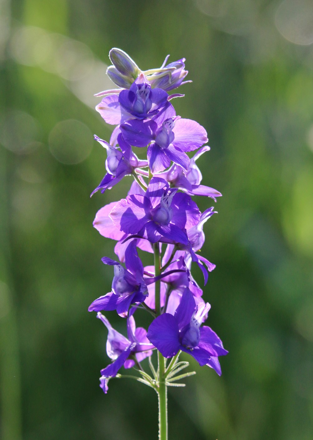 a close up of a purple flower