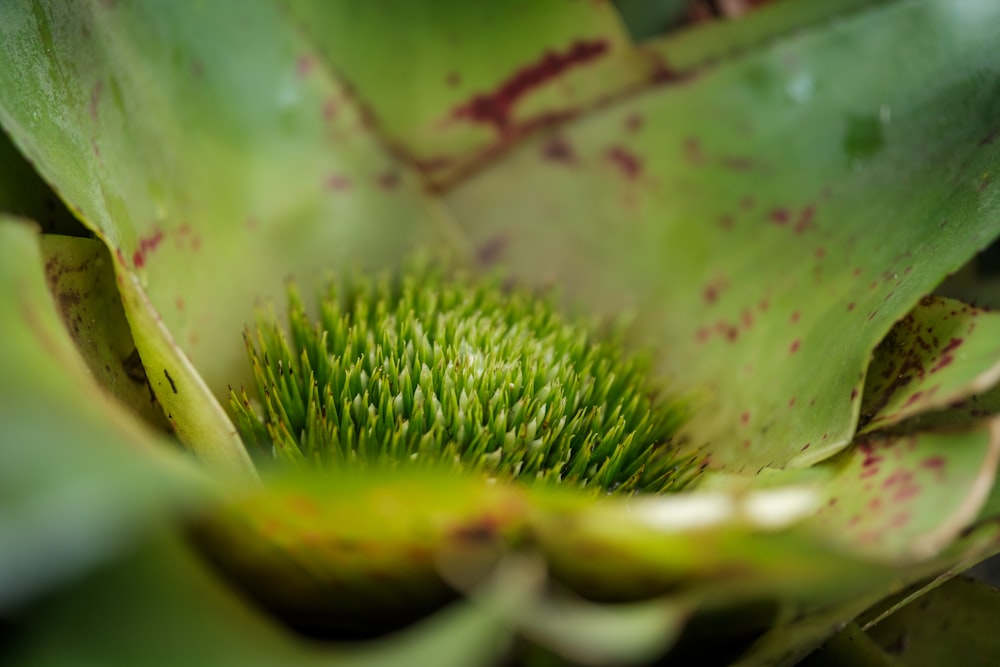 a close up of a leaf