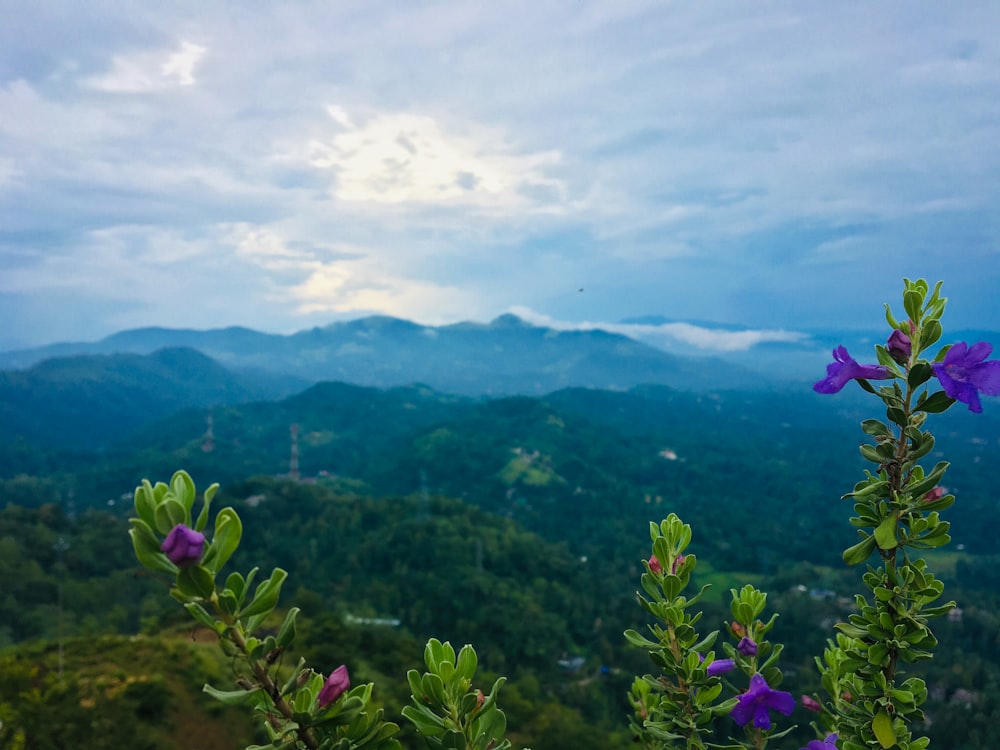 a view of a city and mountains