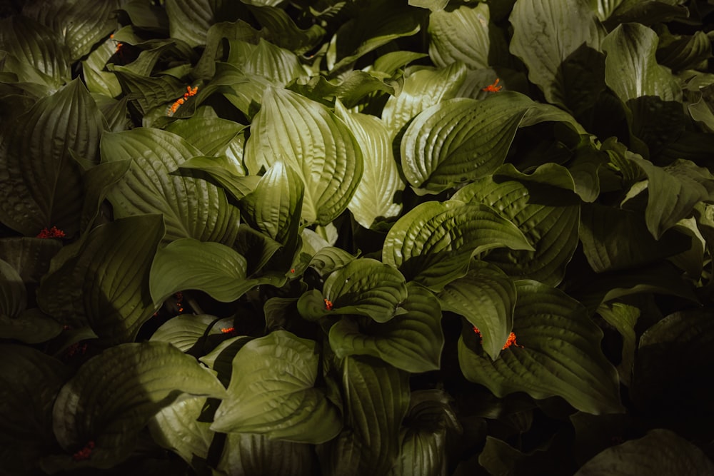 a pile of green leaves