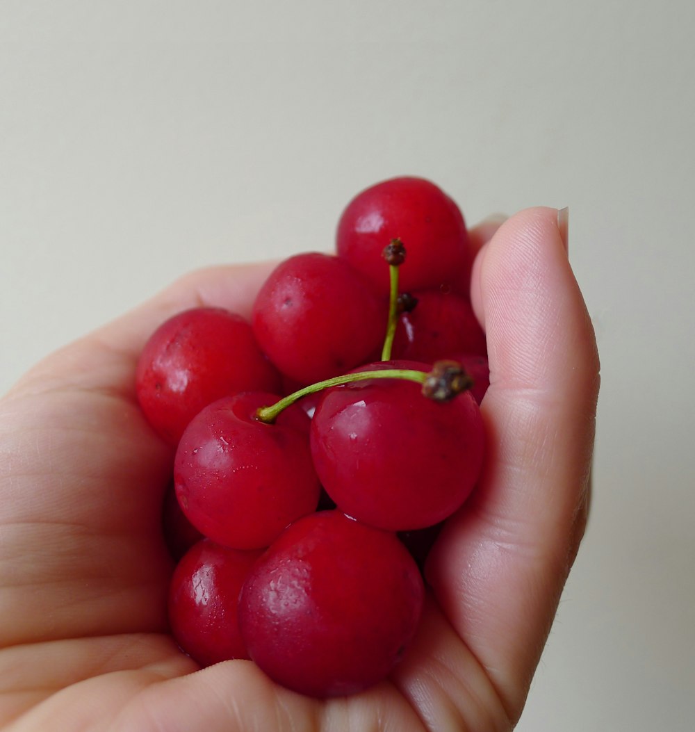 a hand holding a bunch of red tomatoes