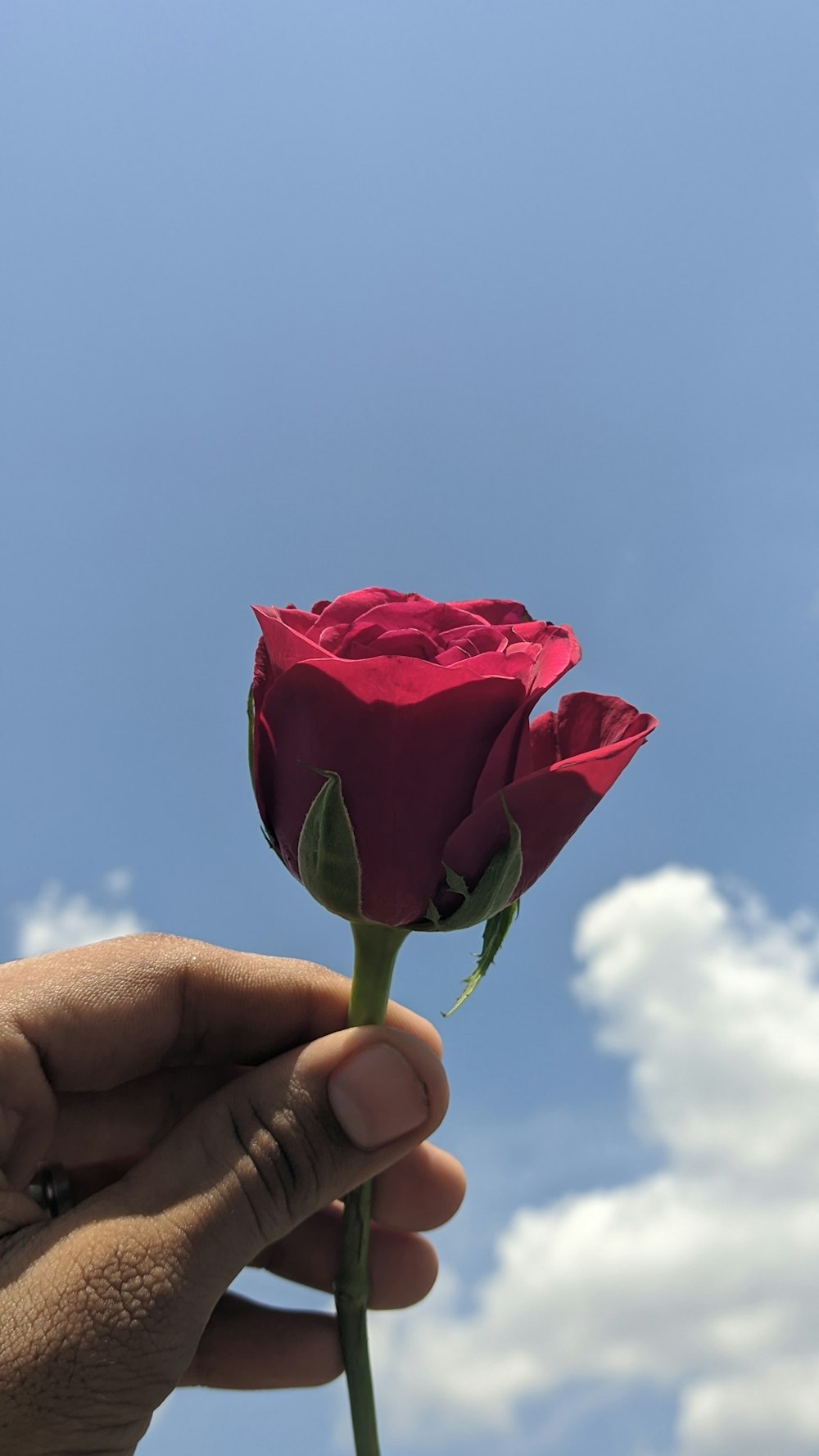 a hand holding a rose