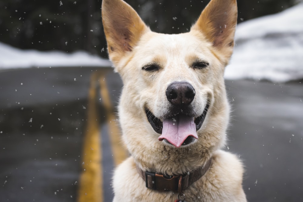 a dog with its tongue out