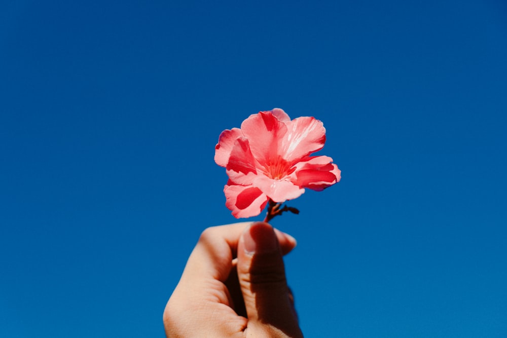 a hand holding a flower