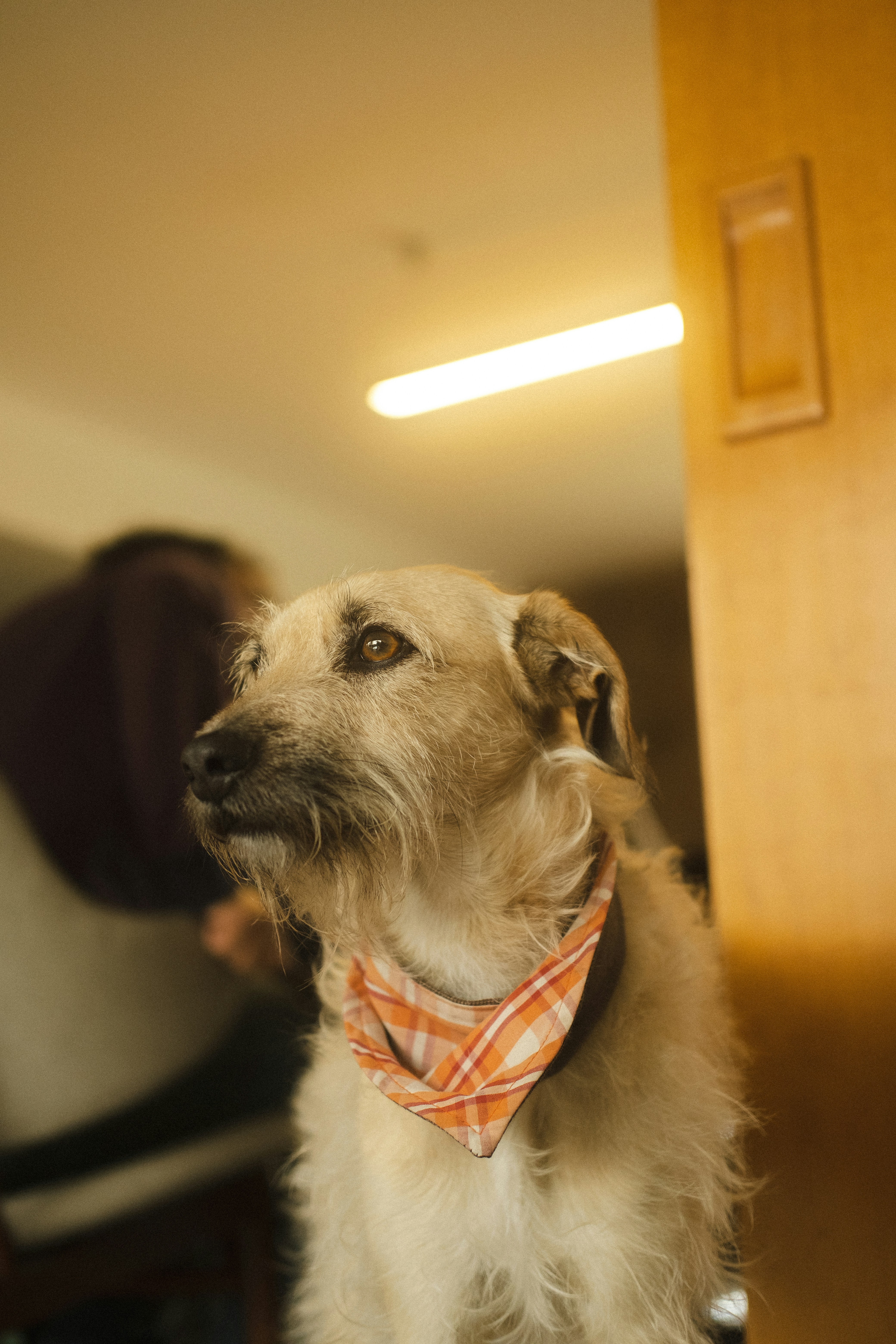 um cão que usa uma coleira vermelha