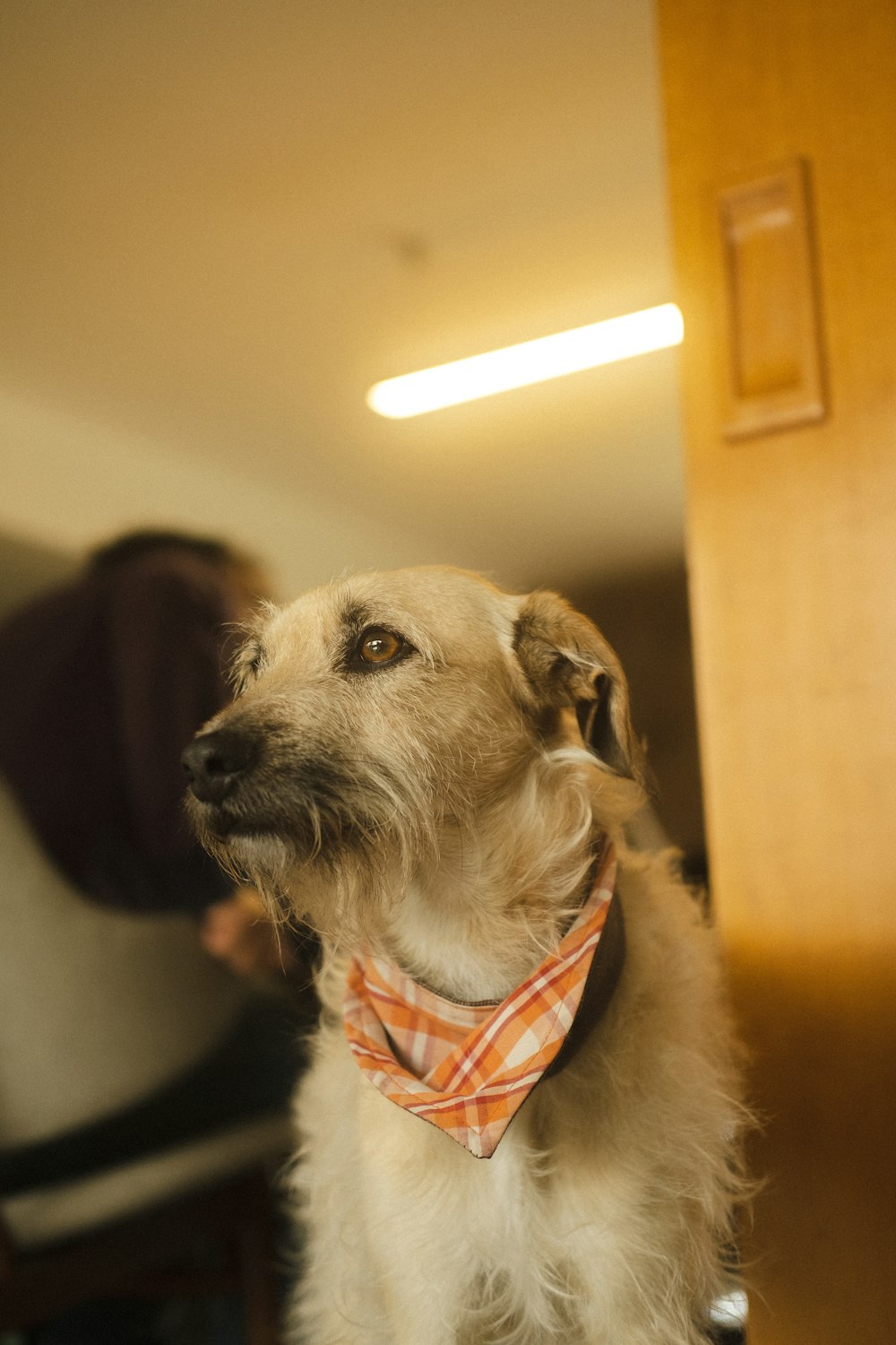 un cane che indossa un collare rosso