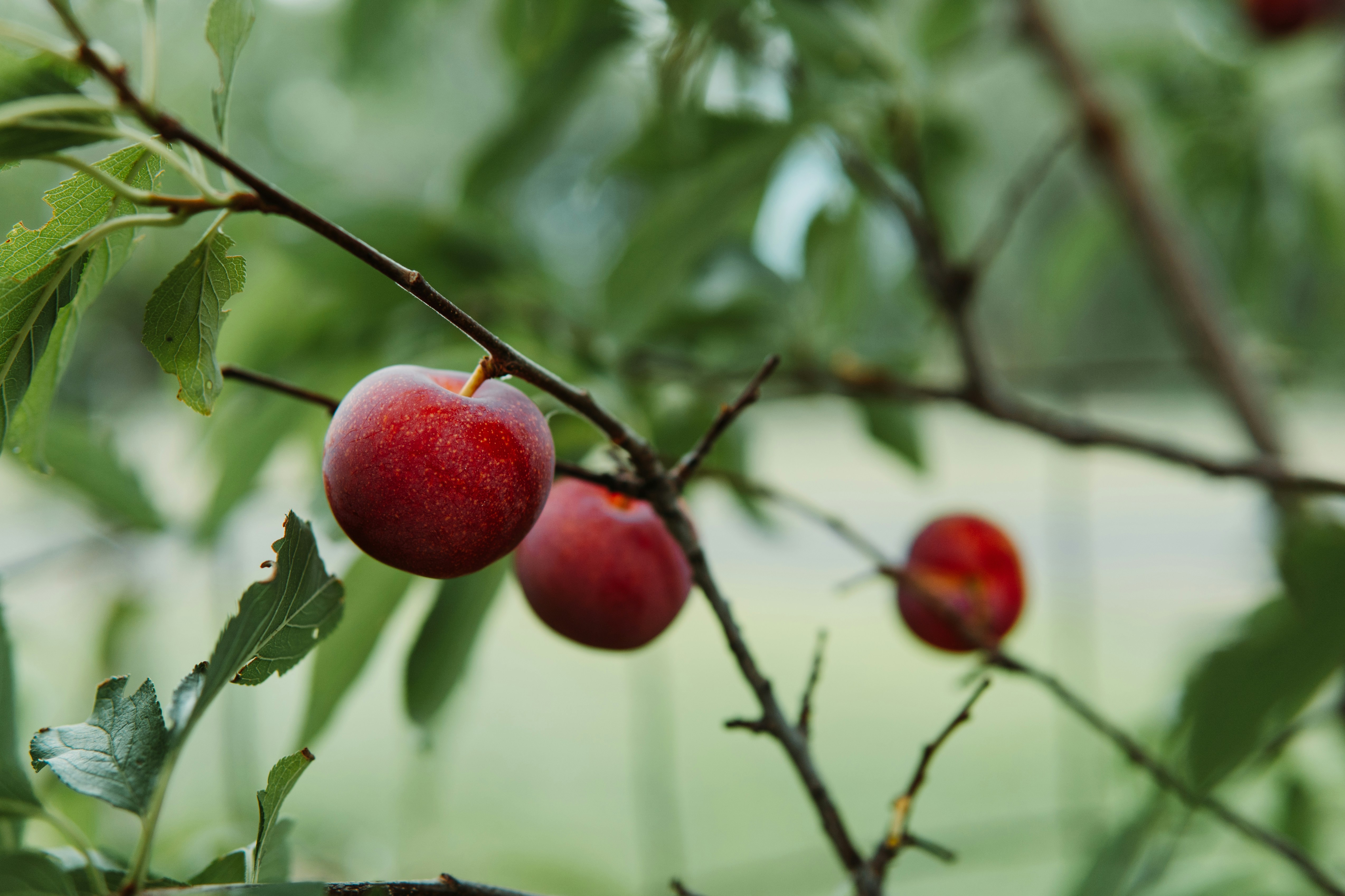 Photo by jaspergribble