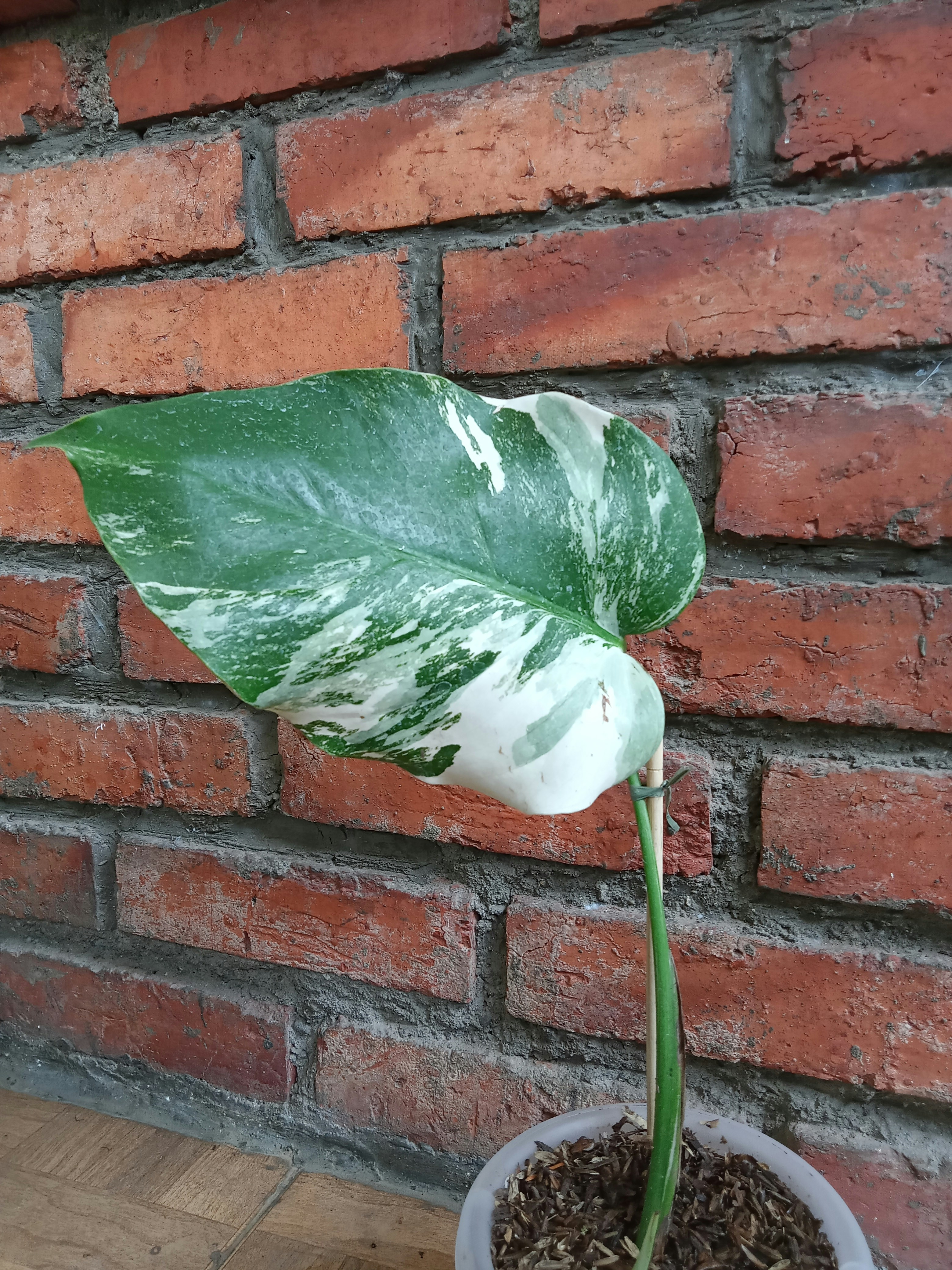 Jenis - jenis cabe
