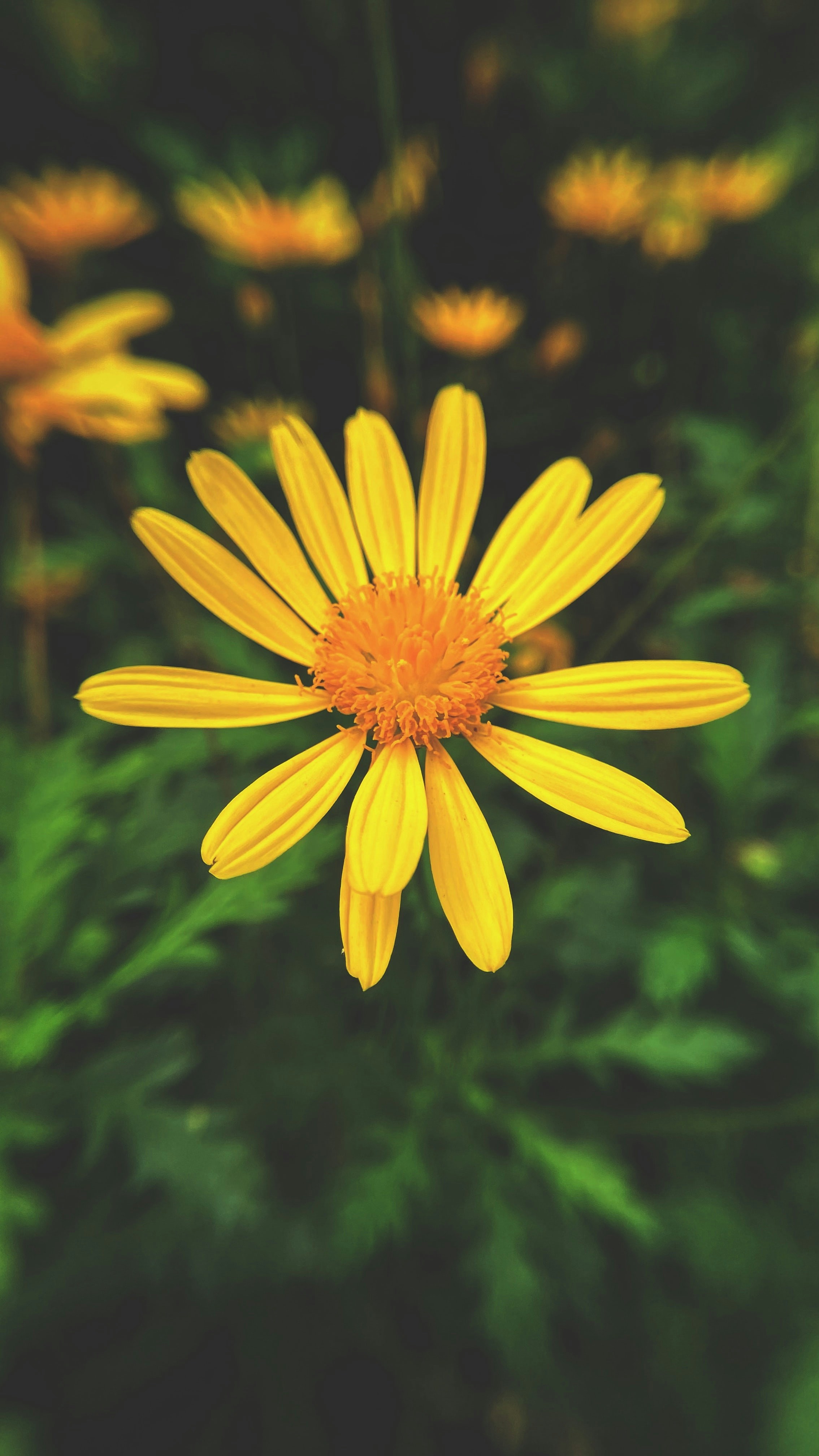 a yellow flower with a yellow center