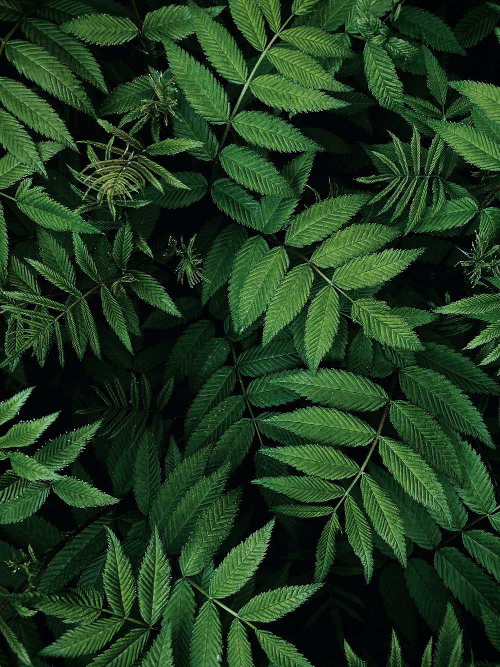 a group of green leaves