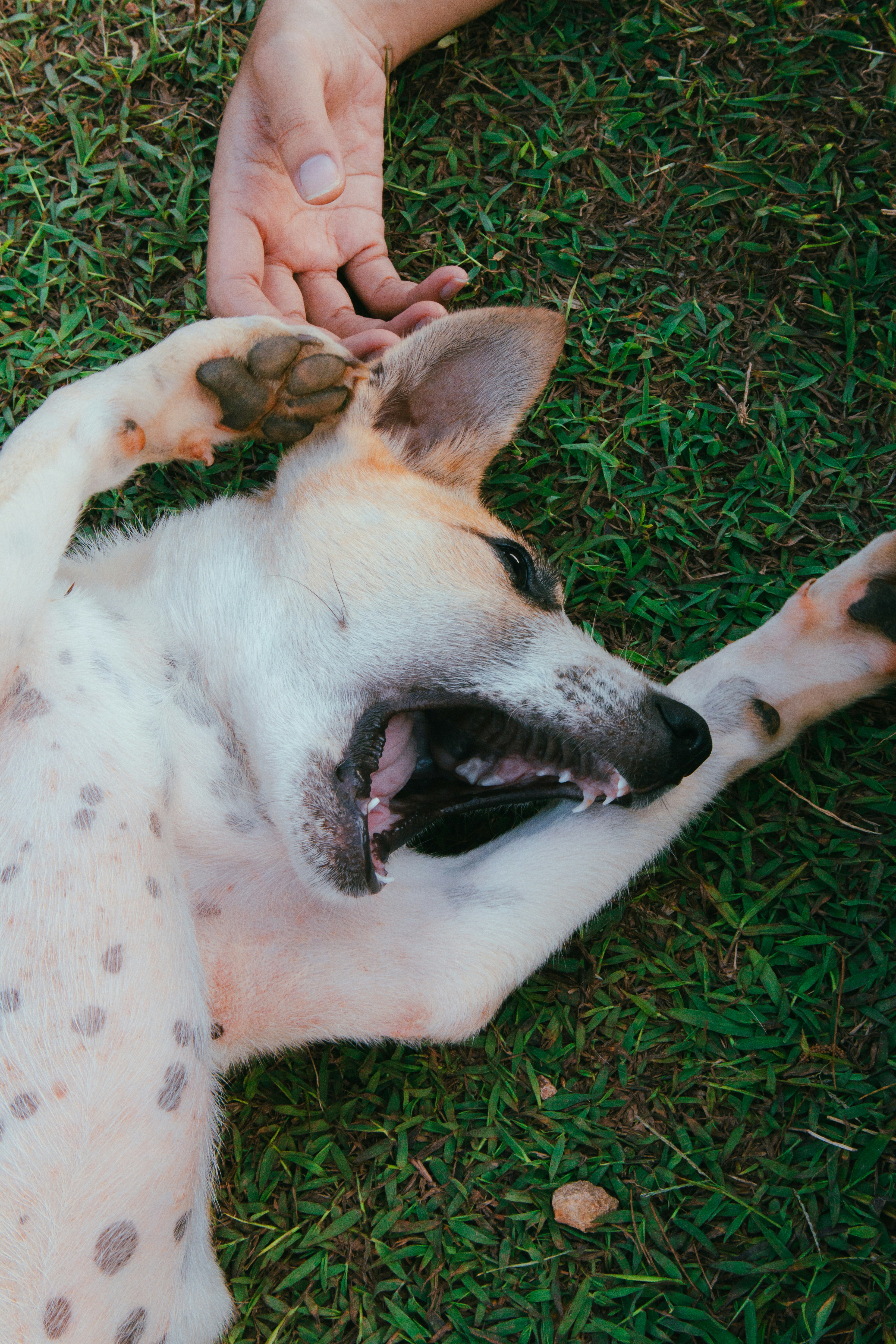 Photo by agungsatwika