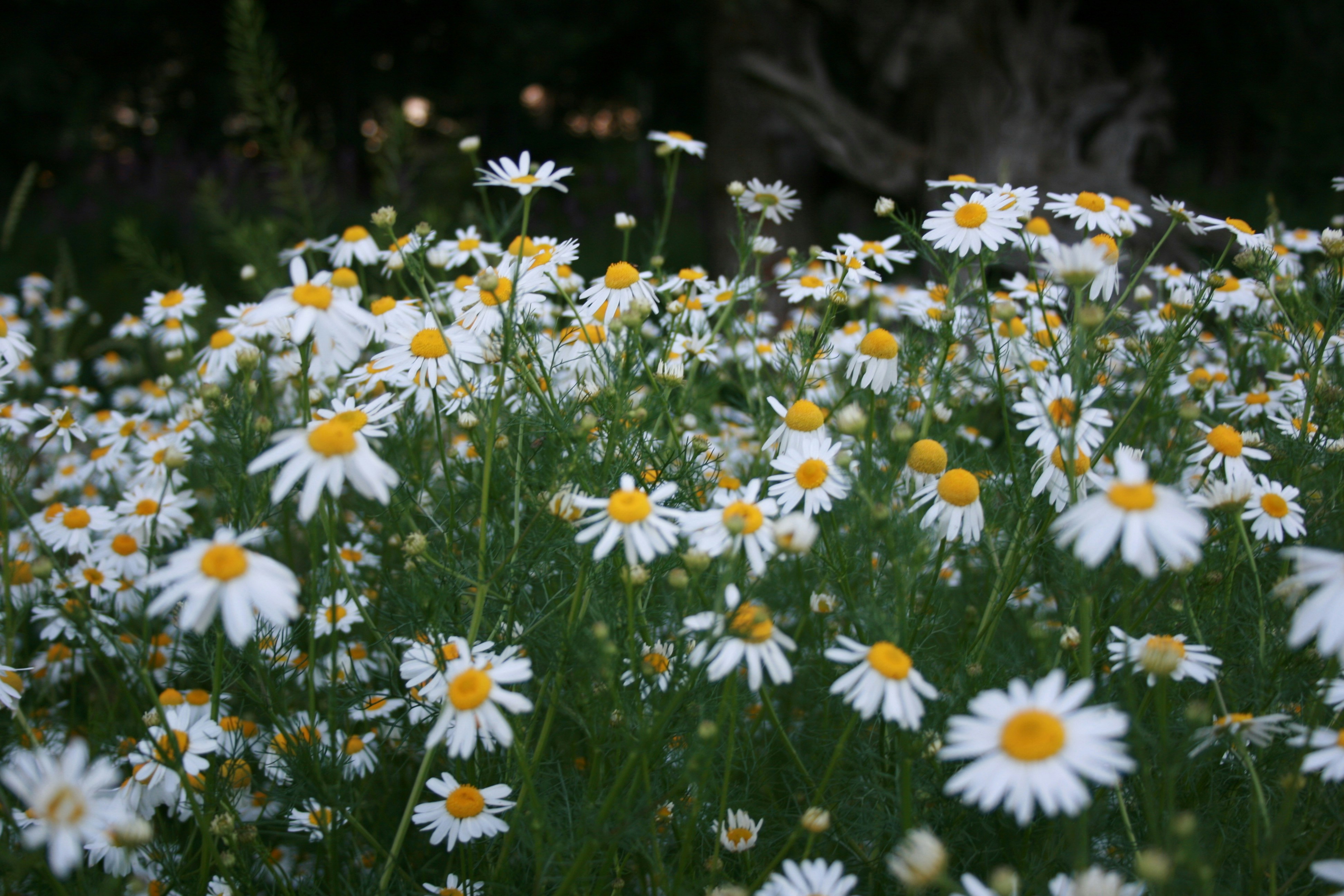 Photo by darksidevibesss