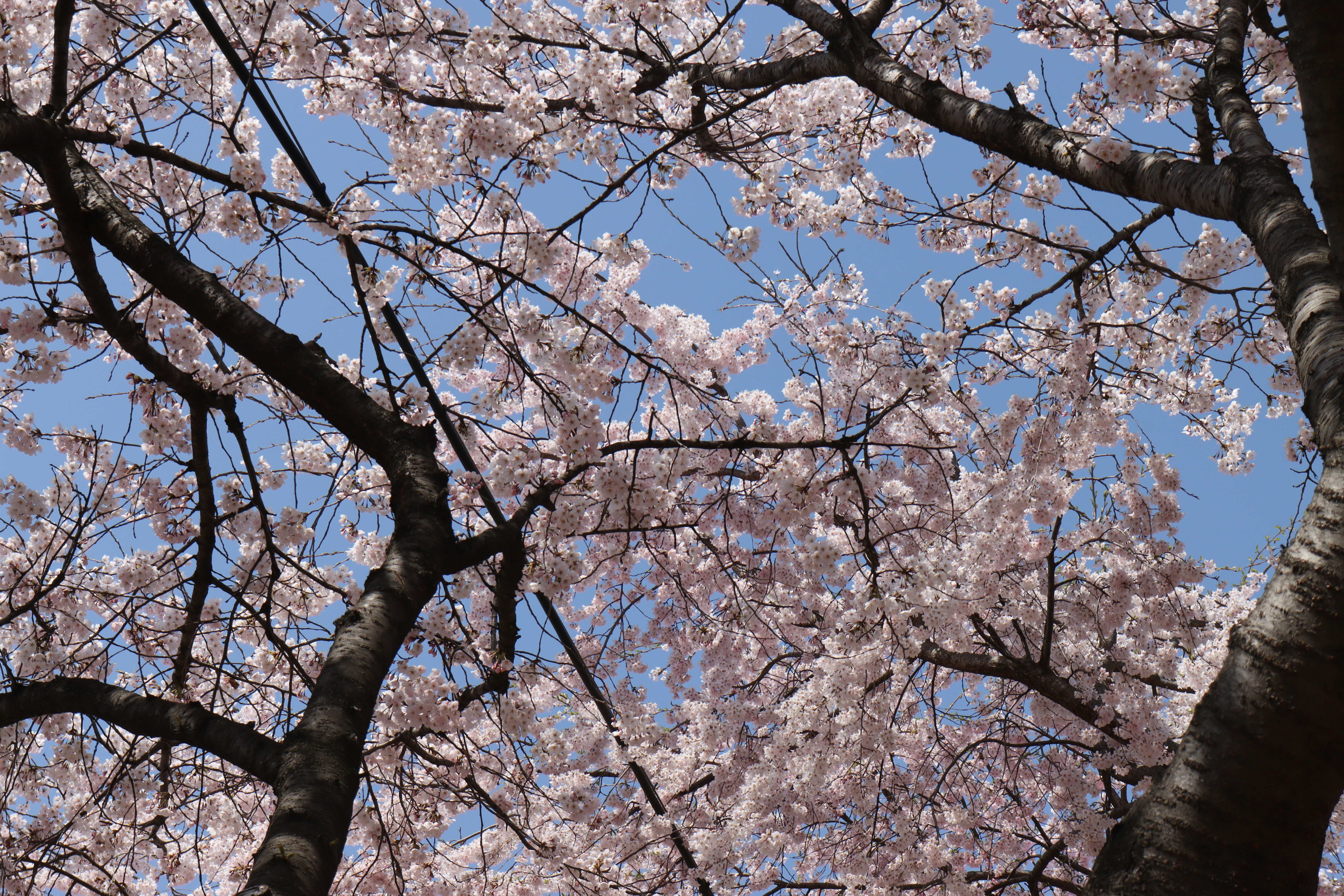 Photo by seoul_lover_lily